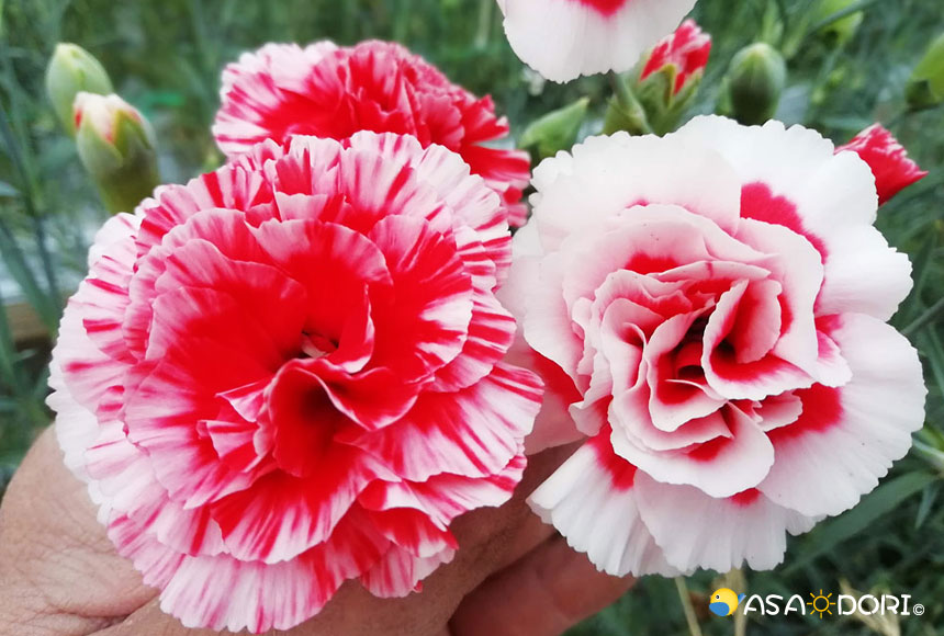 スプレーカーネーションの花束 切り花 あさドリ 農産品通販サイト