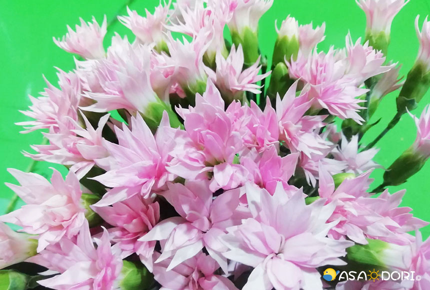 スプレーカーネーションの花束 切り花 あさドリ 農産品通販サイト
