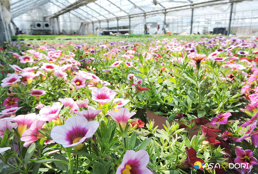 おまかせ季節の花苗セット | あさドリ 農産品通販サイト