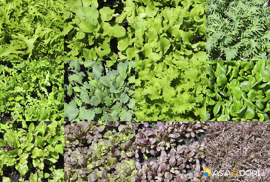 信州軽井沢 霧下 旬野菜セット あさドリ 信州軽井沢 霧下 旬野菜セット あさドリ